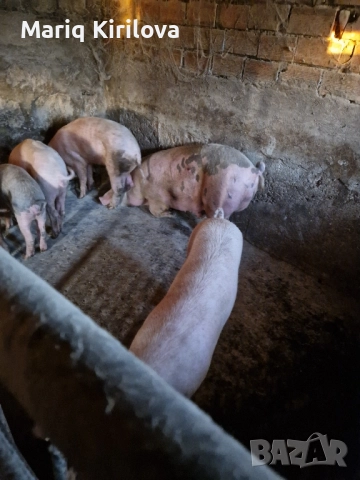 Продавам прасета за клане , снимка 3 - Прасета - 52432552