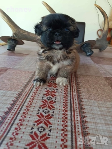 пекинез бебета малки, снимка 2 - Пекинез - 52072180