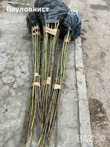 Пънчета и фиданки от пауловния томентоза , снимка 5 - Разсади - 34063631