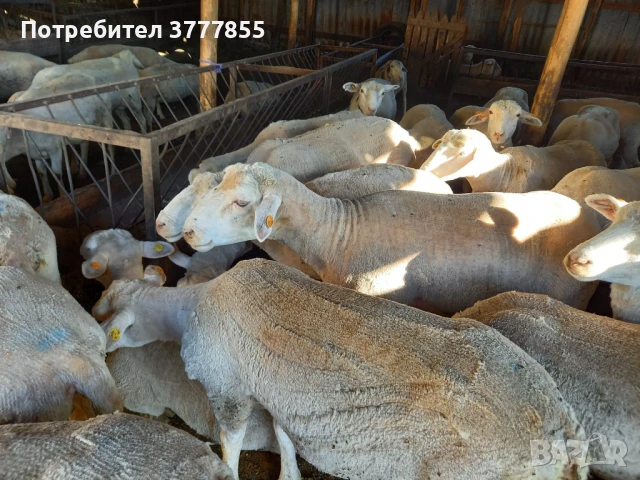 Стадо овце - Скоро раждат !, снимка 5 - Овце - 50899413