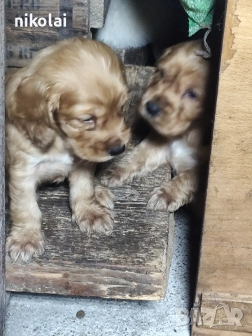 Кокер шпаньол , снимка 8 - Кокер шпаньол - 52754396