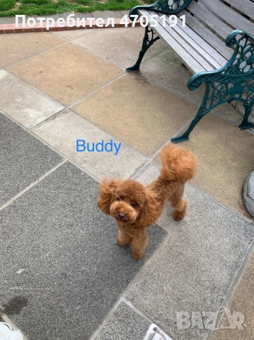 Изключително малък, чистокръвен и красив Той Пудел за разплод