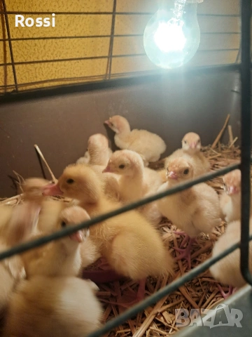 Домашни пуйчета