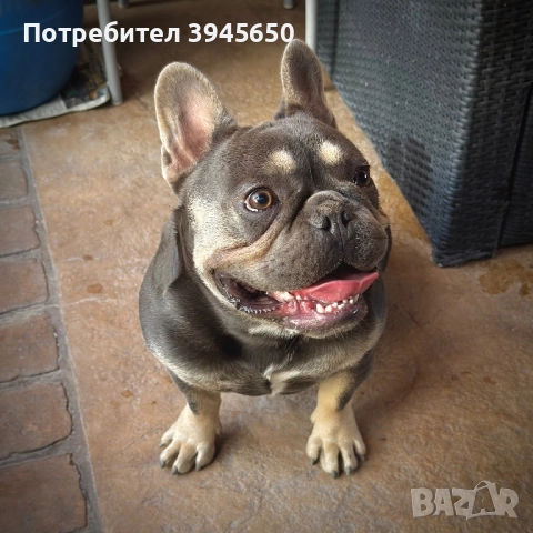 Мъжки френски булдог 
