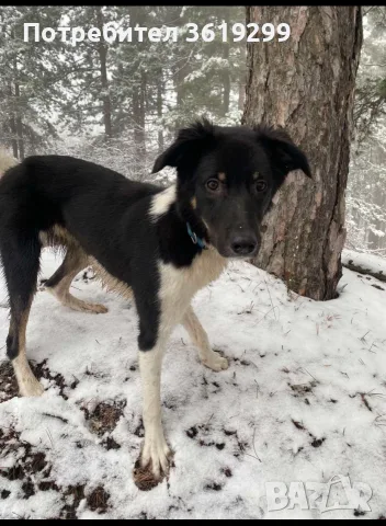 🐾 НАЙДЕН ТЪРСИ СВОЯ ЧОВЕК! , снимка 4 - Други - 55752330