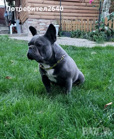 Син Френски булдог(Blue french bulldog), снимка 7 - Френски булдог - 47862003