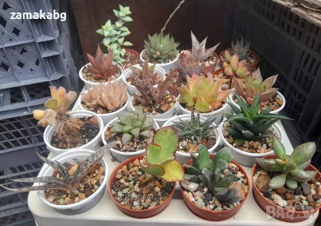 Сукуленти микс (Succulents mix), сукулентни растения