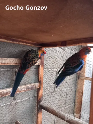 Пенантови розели, снимка 1