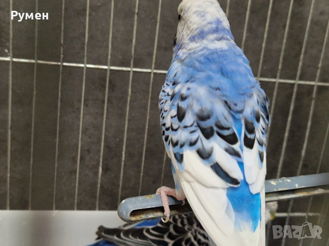 Чифт вълнисти папагали с клетка, снимка 6 - Папагали - 53976712