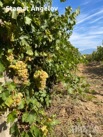 🍇 Продавам качествено грозде Болгар, Мелник 55 и Широка мелнишка – директно от производител, снимка 2 - Домашни продукти - 56160637
