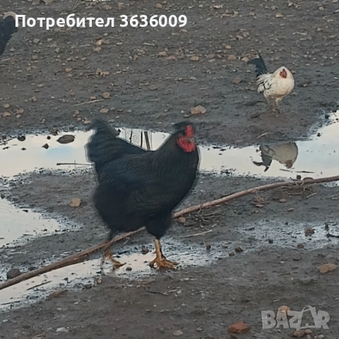 Продавам петли , снимка 5 - Кокошки и пуйки - 52511823