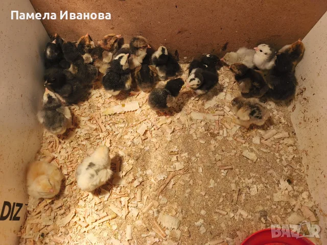 Новоизлюпени пиленца брама , снимка 3 - Патици и гъски - 55780370