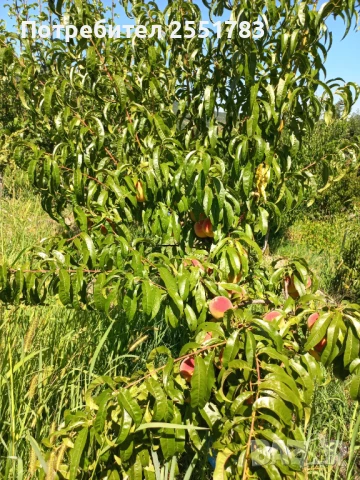 Млада плододаваща  овошна градина, снимка 8 - Земеделска земя - 41125668