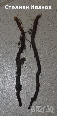 Бяло анемоне, бяла съсанка (Anemone nemorosa) –  коренище, снимка 2 - Сортови семена и луковици - 52372711