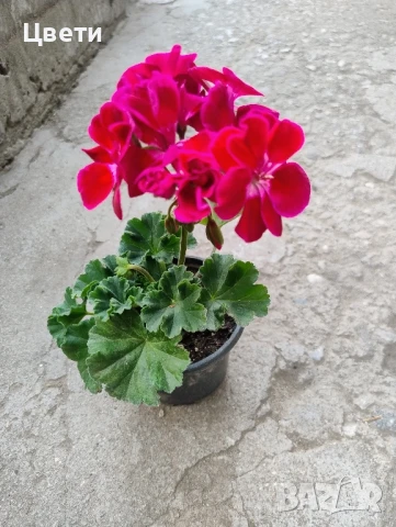 Продавам комплект мушкато , снимка 3 - Градински цветя и растения - 50557640