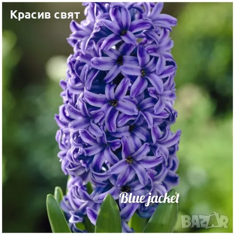 Луковици на 8 сорта зюмбюли, снимка 2 - Сортови семена и луковици - 56483214