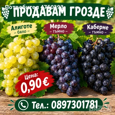  Грозде  Алиготе/Мерло/  Каберне 