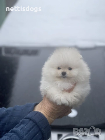 Истински мини померани с най късата муцунка с родословие!, снимка 3 - Померан - 35342823