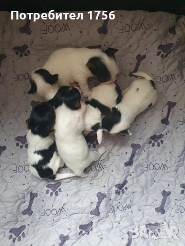 Бивер йорки с родословие., снимка 5 - Йоркширски териер - 36299885