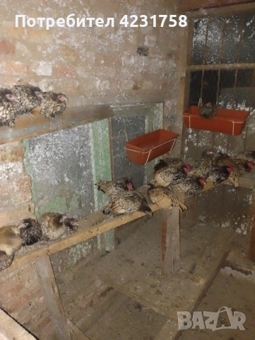 продавам златен зибрайт, снимка 3 - други­ - 51937293