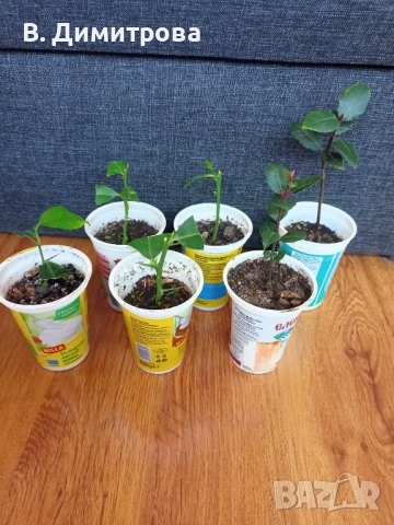 Растения Алое вера, лимони, дафинов лист, за Варна, снимка 3 - Стайни растения - 44339102