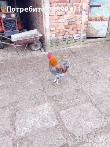 Петли маран , снимка 4 - Кокошки и пуйки - 53965782