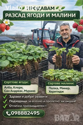 предлагам елетн расад ягоди