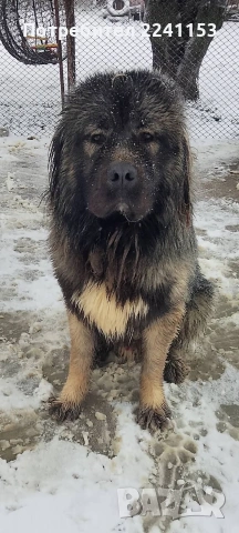 Кавказка овчарка , снимка 3 - Кавказка овчарка - 53381719