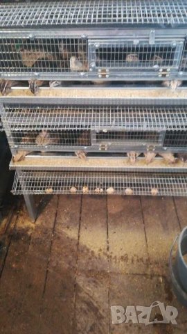 Клетки за пъдпъдъци , снимка 8 - За птици - 25557401