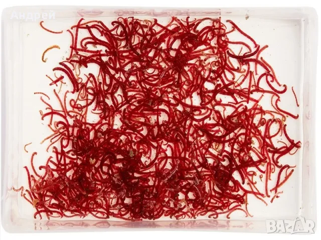 Замразен хирономус , снимка 2 - Други - 50399746