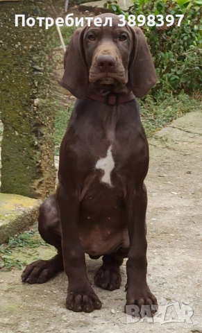 Родословни курцхаари, снимка 1