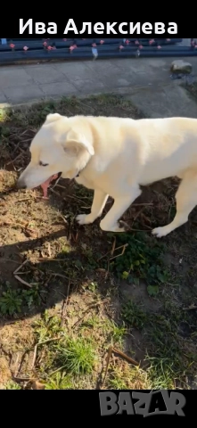 Търси си дом!, снимка 2 - Лабрадор ретривър - 52688270
