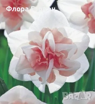 Луковици НАРЦИС, снимка 13 - Сортови семена и луковици - 46827345