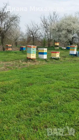 Пчелни кошери, снимка 2 - За пчели - 49767179