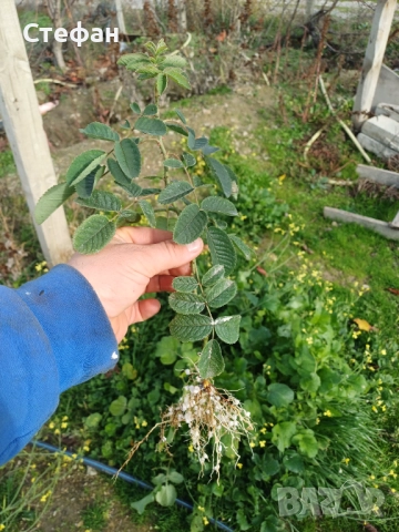 Разсад Роза Дамасцена