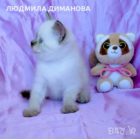 шотландско момиче Скоттиш Страст. 