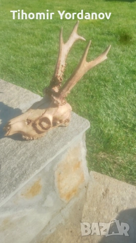 Трофей от сръндак -5 броя , снимка 9 - Антикварни и старинни предмети - 54056882
