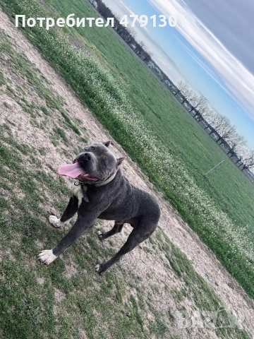 Мъжки Bully Line Pit (Pit40%/Bully60% Mix) за разплод. , снимка 2 - Питбул - 54136845