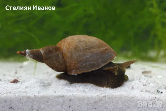 Планорбис (Planorbis planorbis) - водни охлюви за аквариум или градинско езеро, снимка 6 - Други - 55898574
