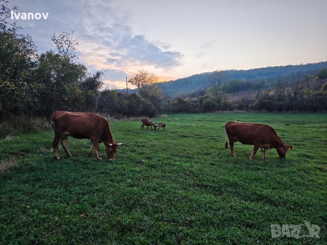 Продавам две крави