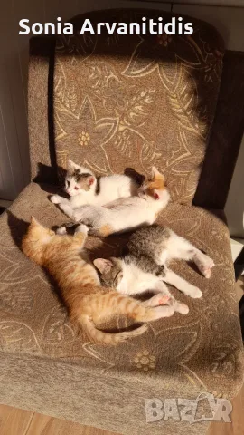 Котета 6 бр. На 2 м.