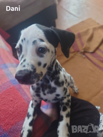 Кучета, далматинци,домашни любимци,, снимка 6 - Далматинец - 51401456
