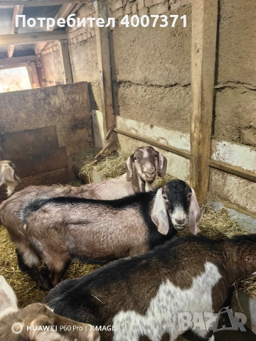 4 кози и чистокръвен англонубийски пръч , снимка 4 - Кози - 53130276