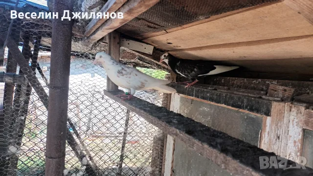 въртящи  гълаби, снимка 3 - Гълъби - 55791043