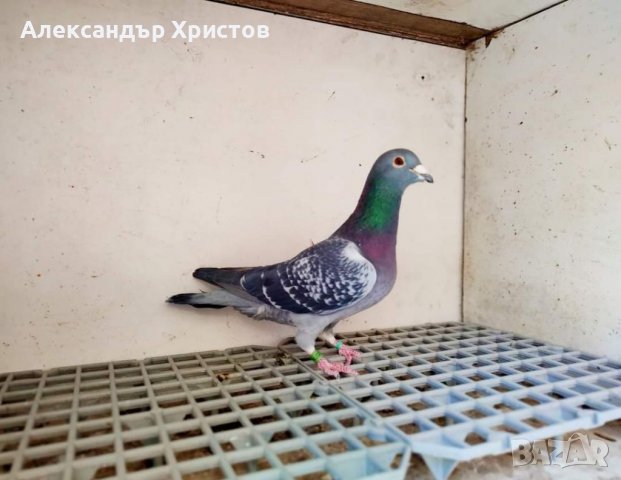 Спортни гълъби , снимка 11 - Гълъби - 30973040