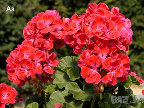 Продавам цветя Мушкато българско, в сандъчета, снимка 7 - Разсади - 51000851