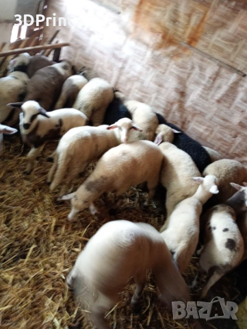 Агънца за Велик Ден, снимка 2 - Овце - 53971088