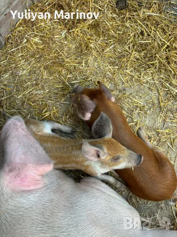 🐷 Продаваме 5 броя малки прасенца, снимка 5 - Прасета - 56074599