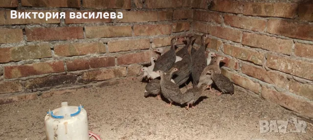 Свободни млади токачки, снимка 4 - Други - 56162316