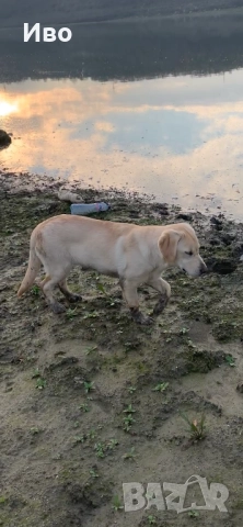 Женски лабрадор на шест месеца, снимка 2 - Лабрадор ретривър - 52635320